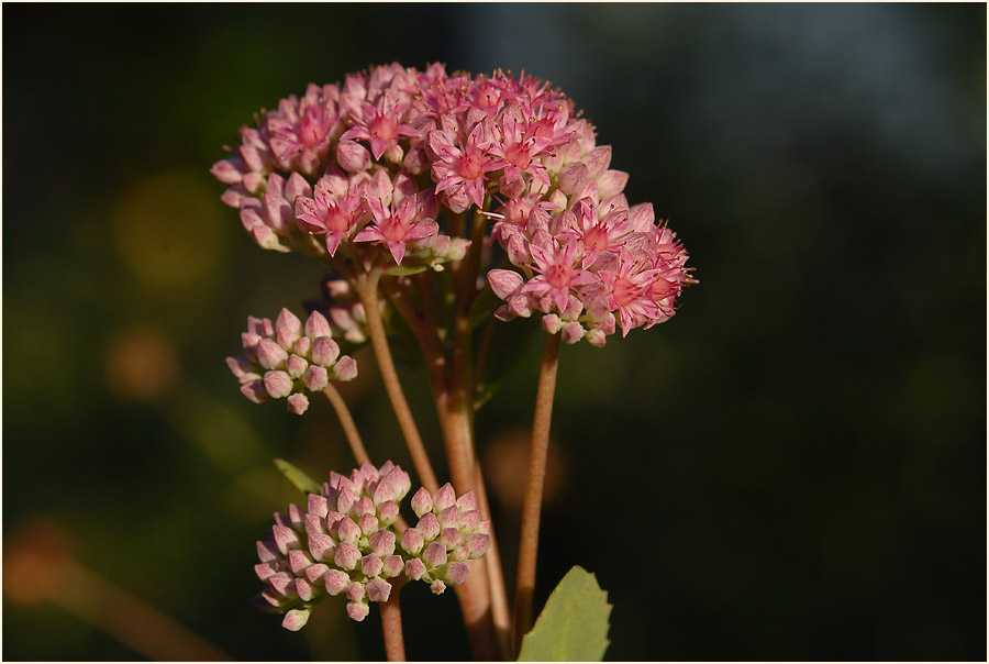 Fetthenne (Sedum)