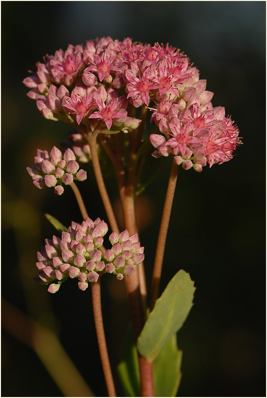 Fetthenne (Sedum)