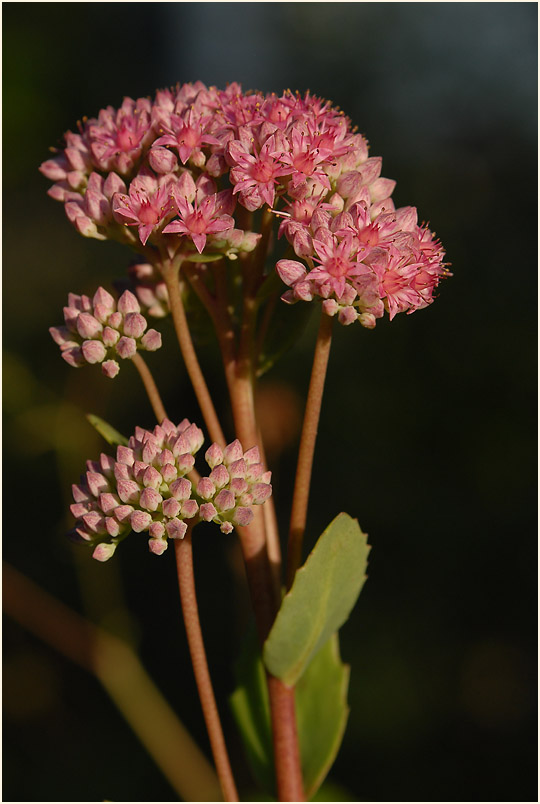 Fetthenne (Sedum)