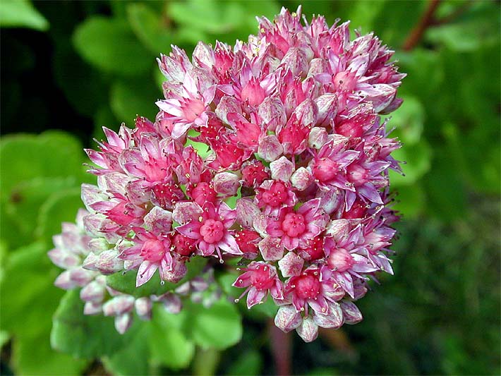 Fetthenne (Sedum)