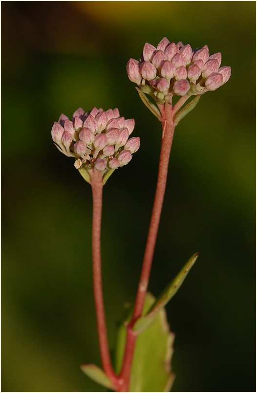 Fetthenne (Sedum)