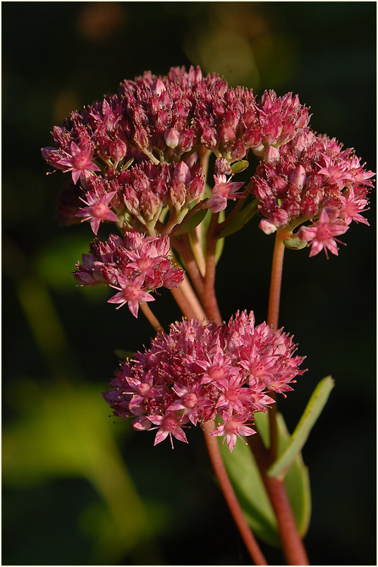Fetthenne (Sedum)