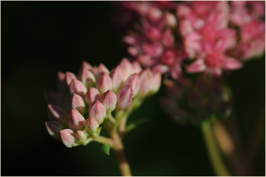 Fetthenne (Sedum)