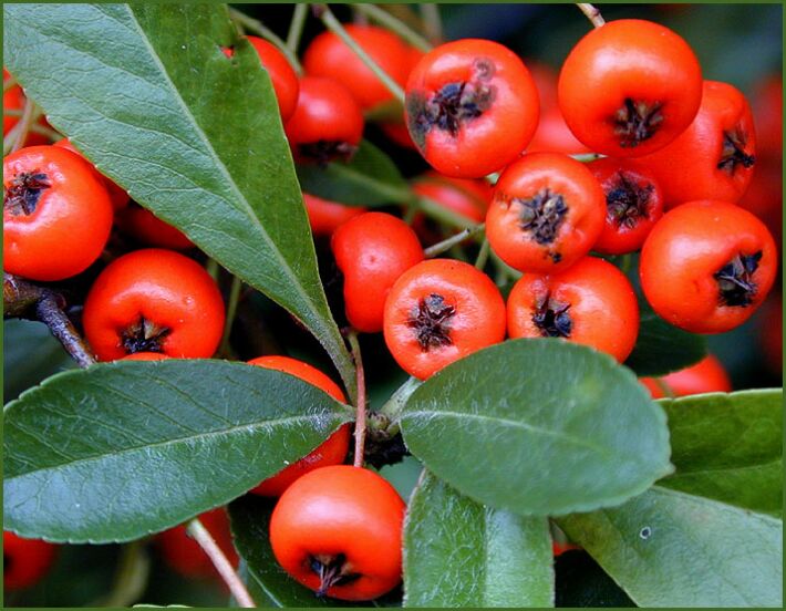 Feuerdorn (Pyracantha coccinea)