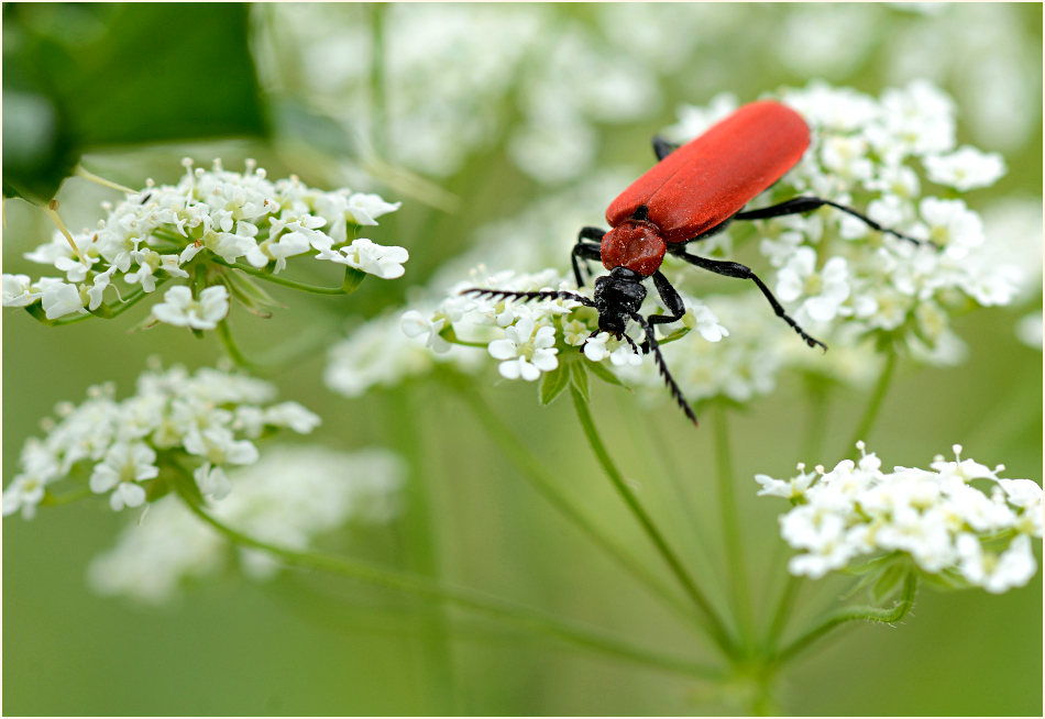 Scharlachroter Feuerkäfer (Pyrochroa coccinea)