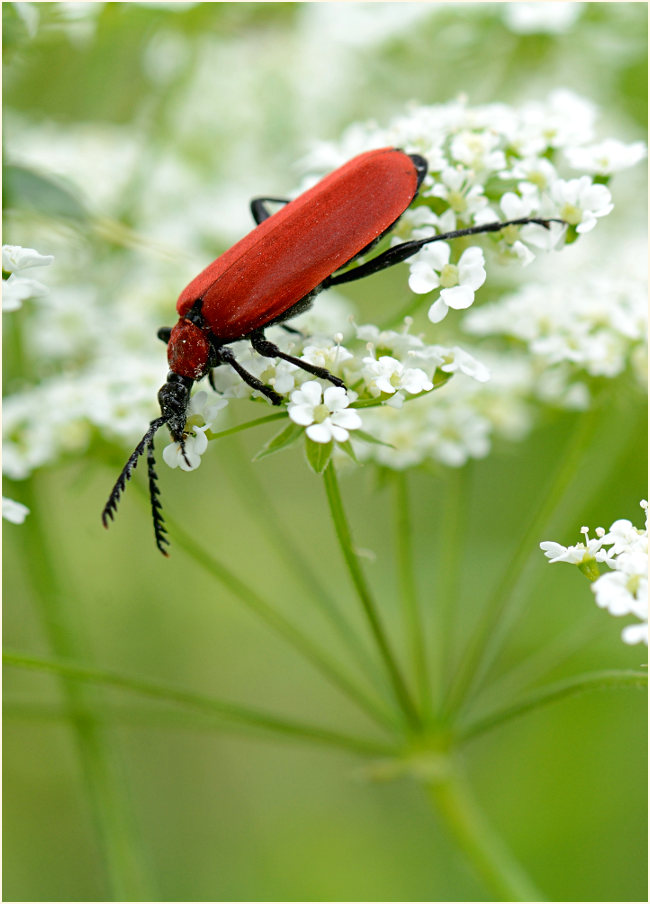 Scharlachroter Feuerkäfer (Pyrochroa coccinea)