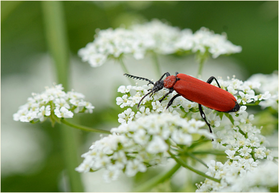 Scharlachroter Feuerkäfer (Pyrochroa coccinea)