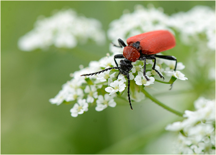 Scharlachroter Feuerkäfer (Pyrochroa coccinea)
