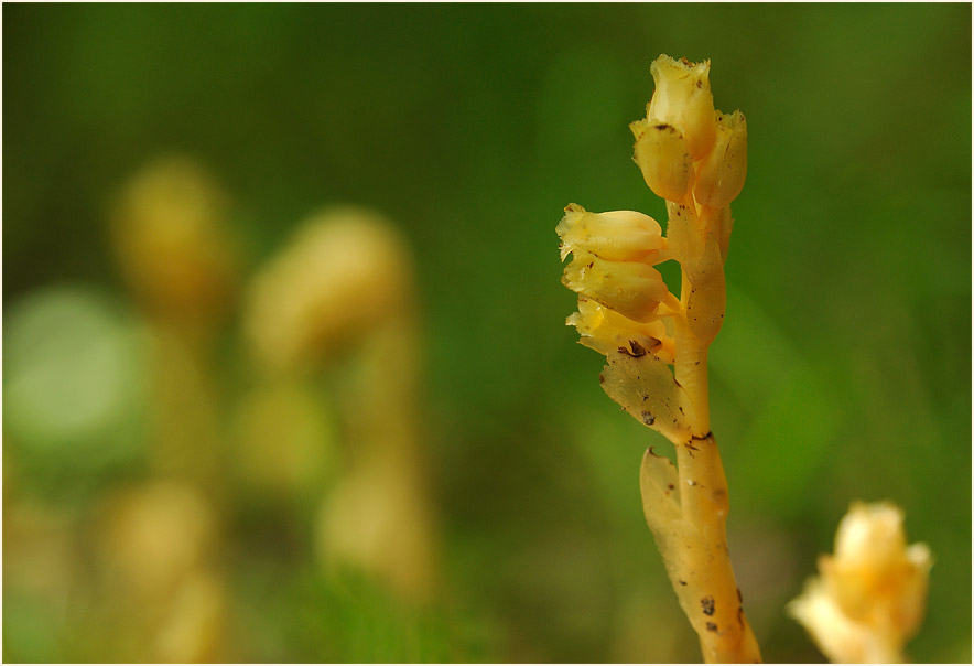 Fichtenspargel (Monotropa hypopitys)