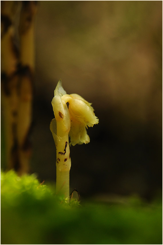 Fichtenspargel (Monotropa hypopitys)