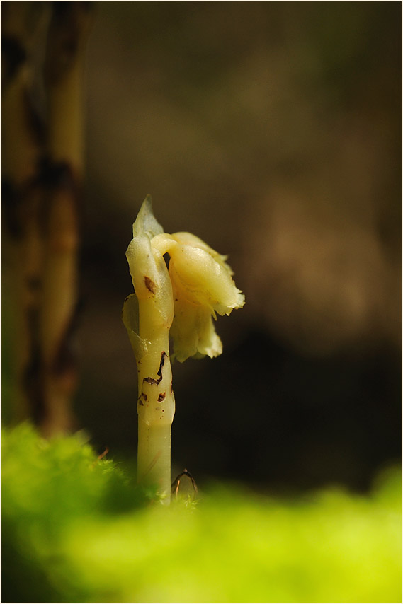 Fichtenspargel (Monotropa hypopitys)