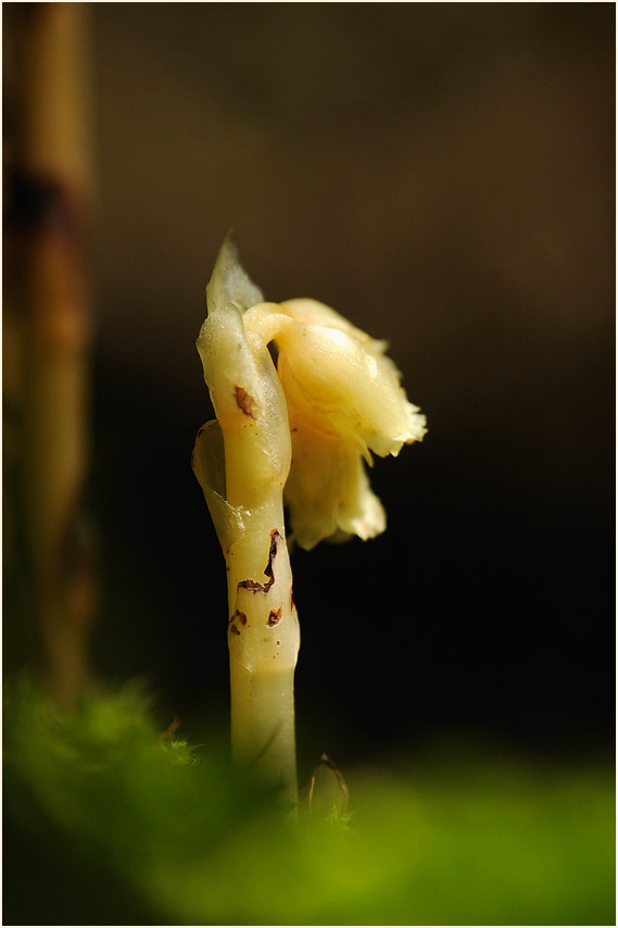 Fichtenspargel (Monotropa hypopitys)