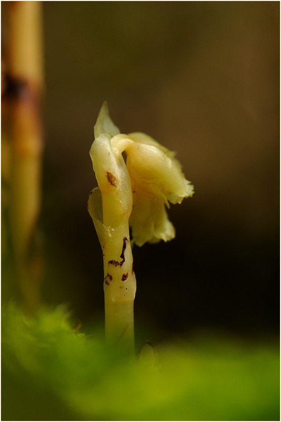 Fichtenspargel (Monotropa hypopitys)