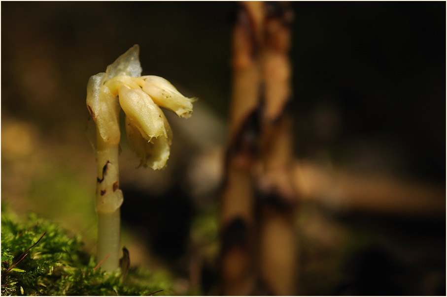 Fichtenspargel (Monotropa hypopitys)