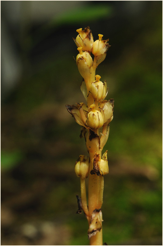 Fichtenspargel (Monotropa hypopitys)