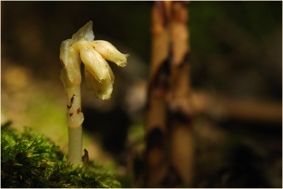 Fichtenspargel (Monotropa hypopitys)