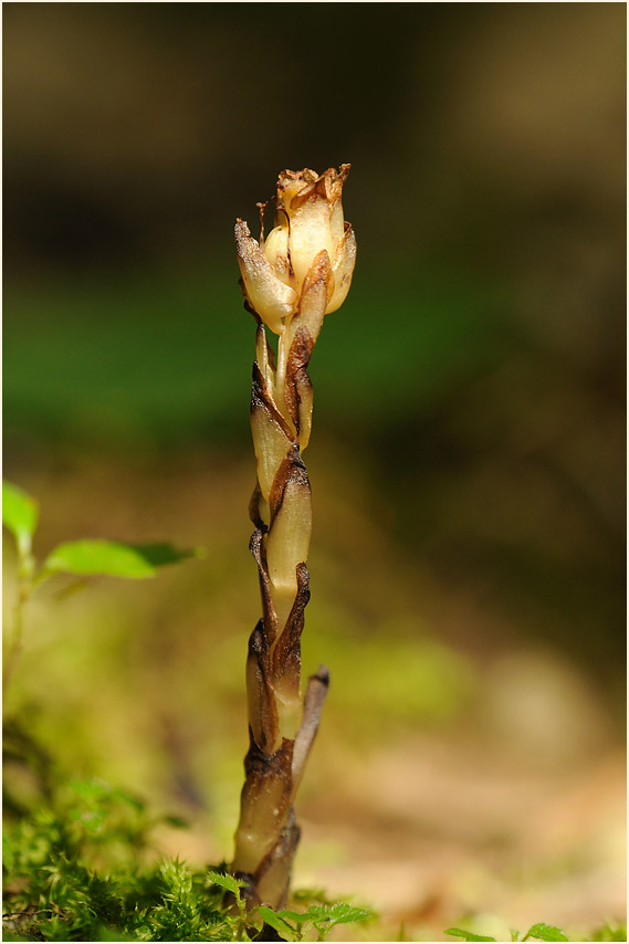 Fichtenspargel (Monotropa hypopitys)