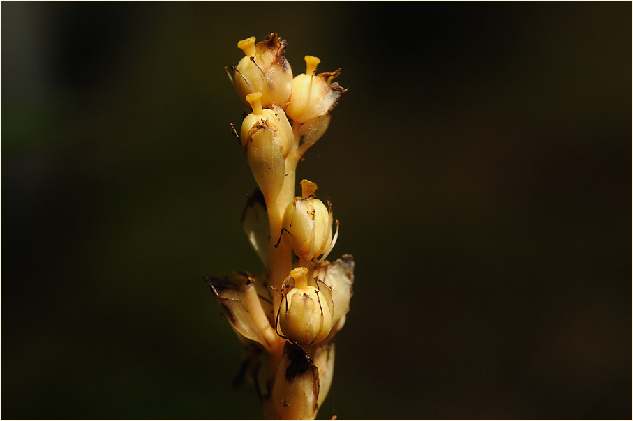 Fichtenspargel (Monotropa hypopitys)