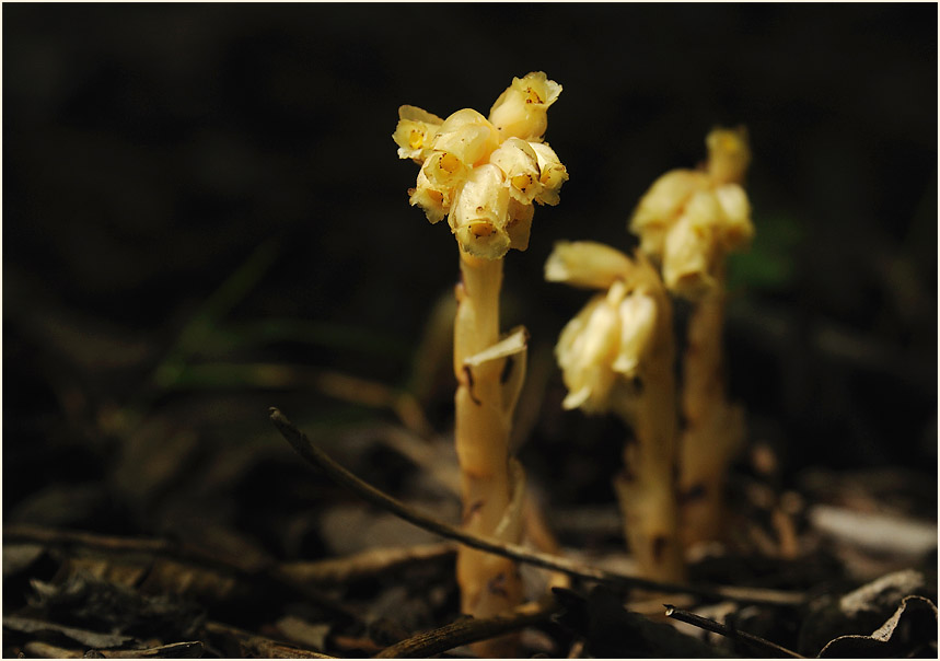 Fichtenspargel (Monotropa hypopitys)