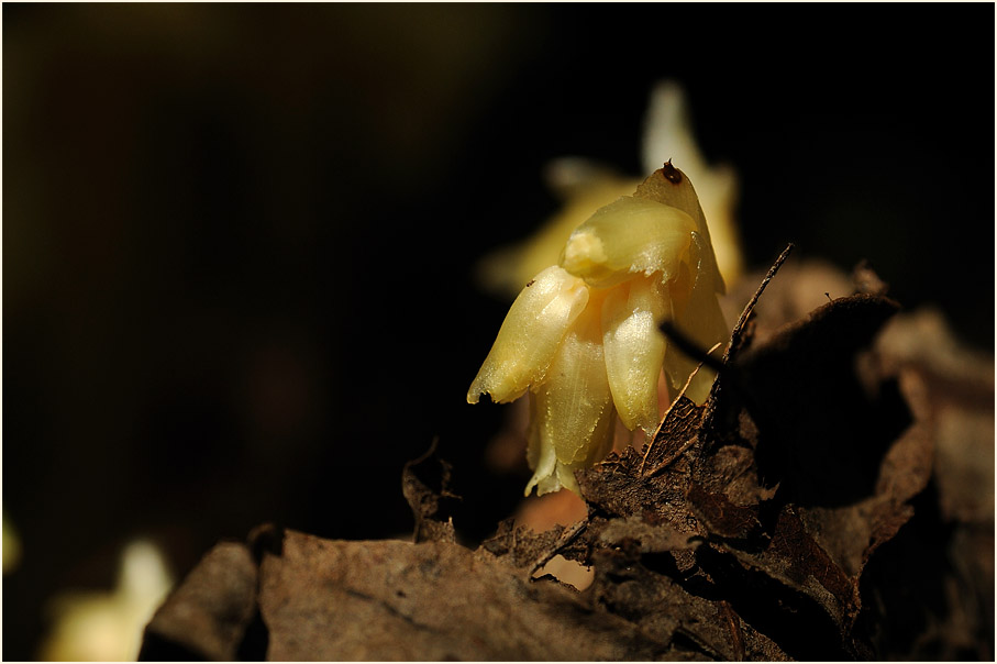 Fichtenspargel (Monotropa hypopitys)