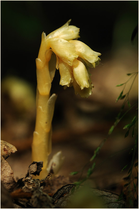 Fichtenspargel (Monotropa hypopitys)