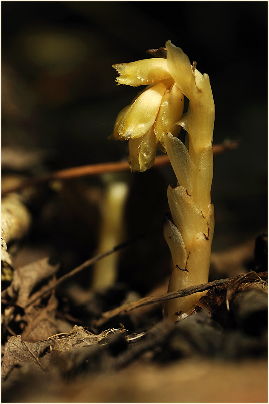 Fichtenspargel (Monotropa hypopitys)