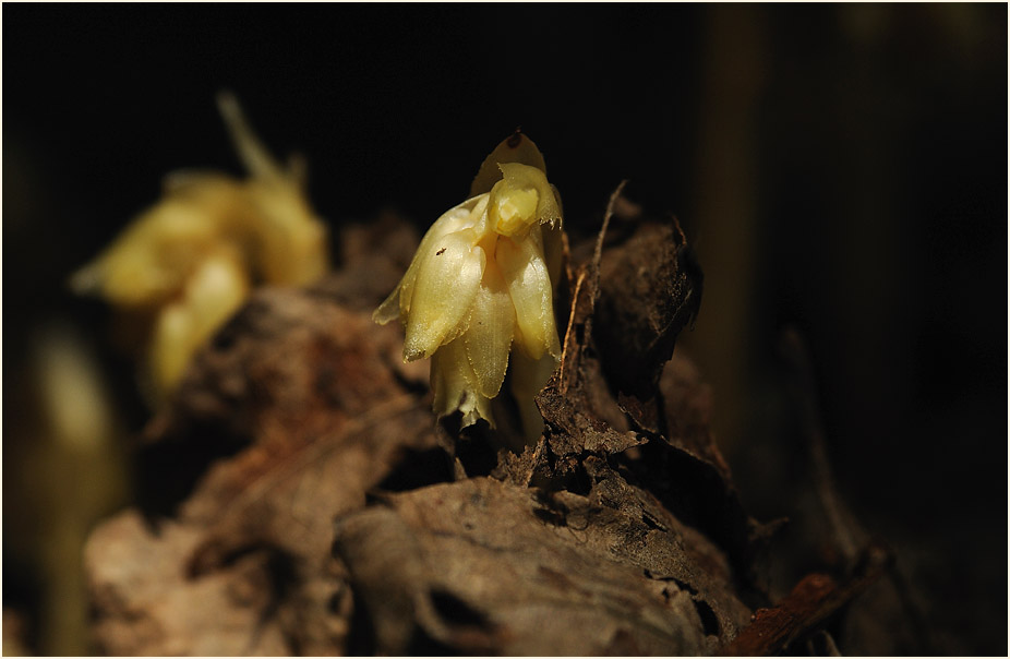 Fichtenspargel (Monotropa hypopitys)