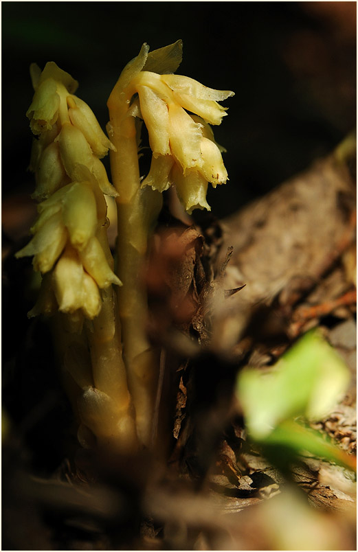 Fichtenspargel (Monotropa hypopitys)