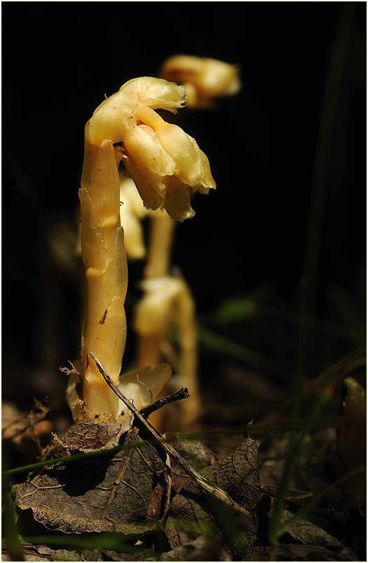 Fichtenspargel (Monotropa hypopitys)