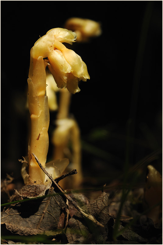 Fichtenspargel (Monotropa hypopitys)