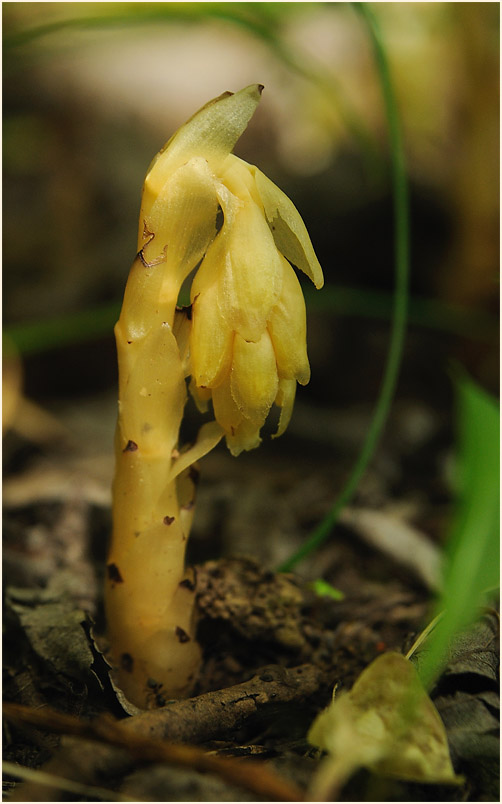 Fichtenspargel (Monotropa hypopitys)