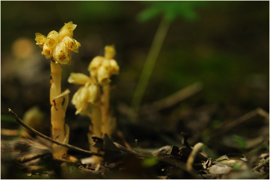 Fichtenspargel (Monotropa hypopitys)