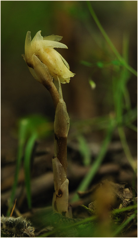 Fichtenspargel (Monotropa hypopitys)