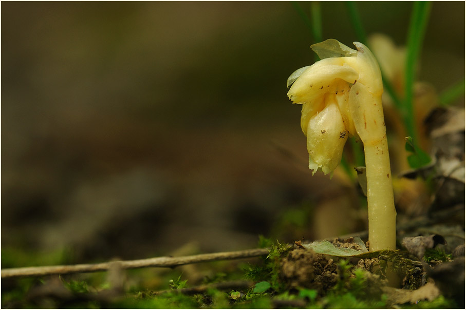 Fichtenspargel (Monotropa hypopitys)