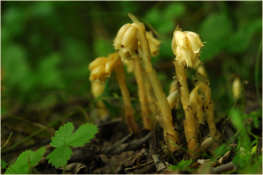 Fichtenspargel (Monotropa hypopitys)