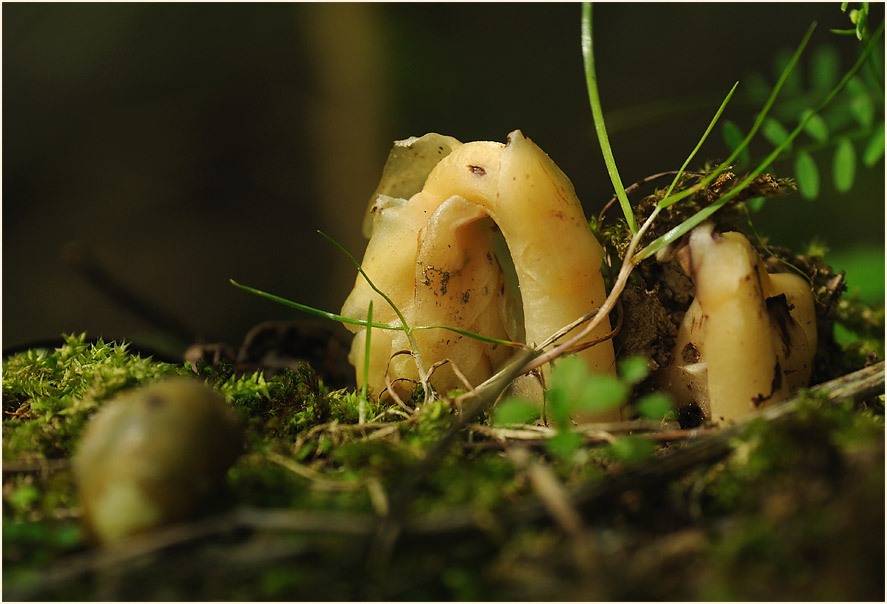 Fichtenspargel (Monotropa hypopitys)