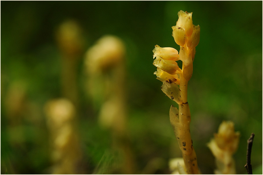 Fichtenspargel (Monotropa hypopitys)