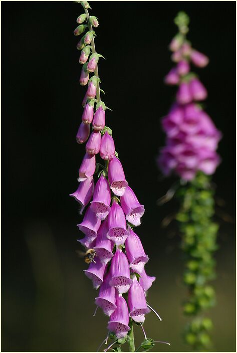 Fingerhut (Digitalis)