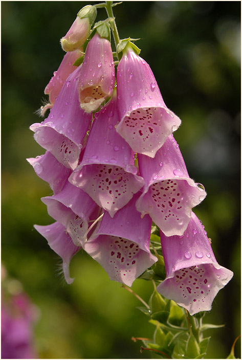 Fingerhut (Digitalis)