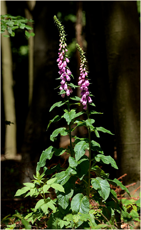 Fingerhut (Digitalis)