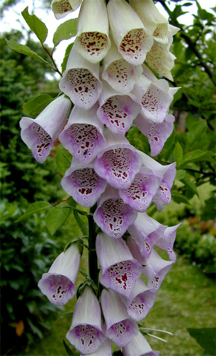 Fingerhut (Digitalis)