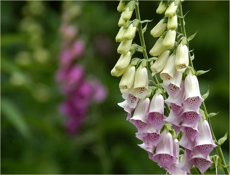 Fingerhut (Digitalis)