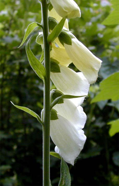 Fingerhut (Digitalis)