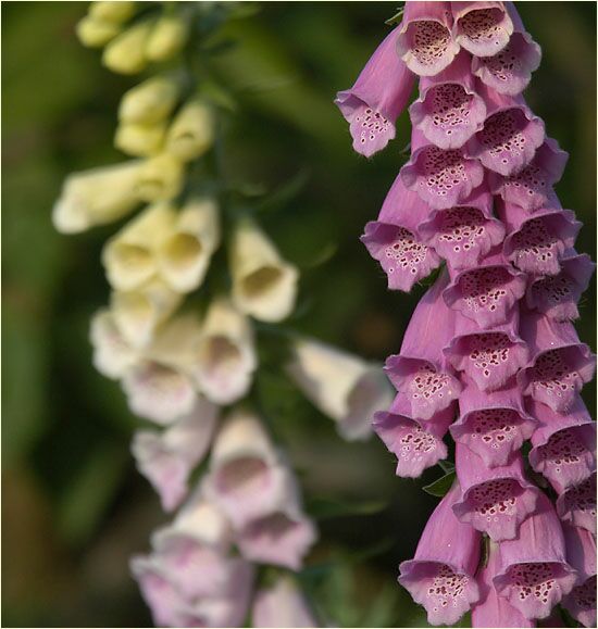 Fingerhut (Digitalis)