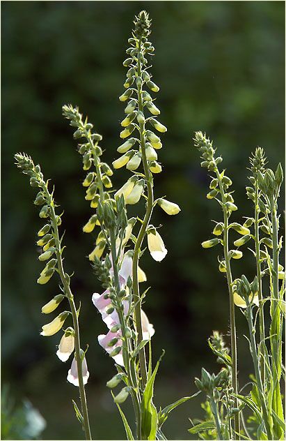 Fingerhut (Digitalis)