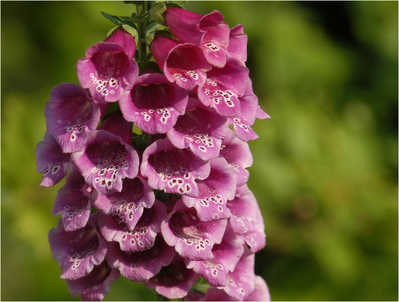 Fingerhut (Digitalis)