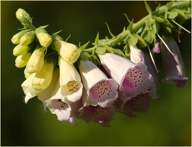 Fingerhut (Digitalis)