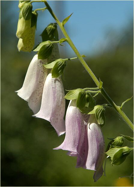 Fingerhut (Digitalis)