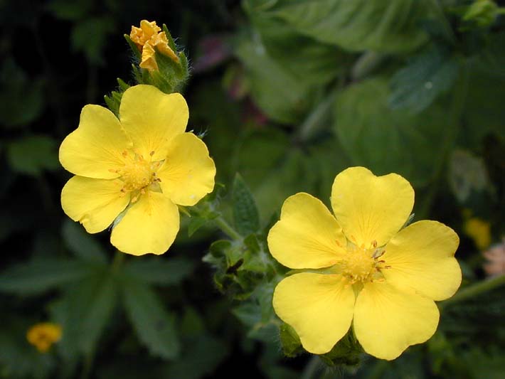 Fingerkraut (Potentilla)