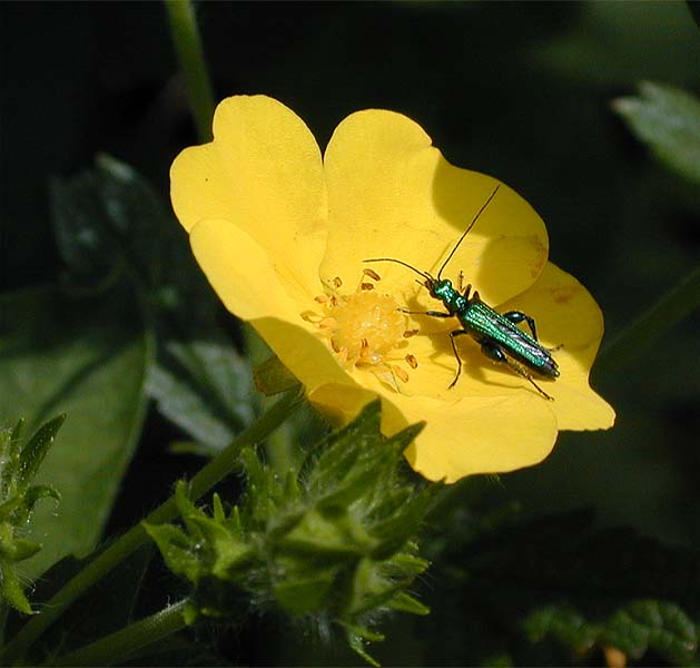 Fingerkraut (Potentilla)